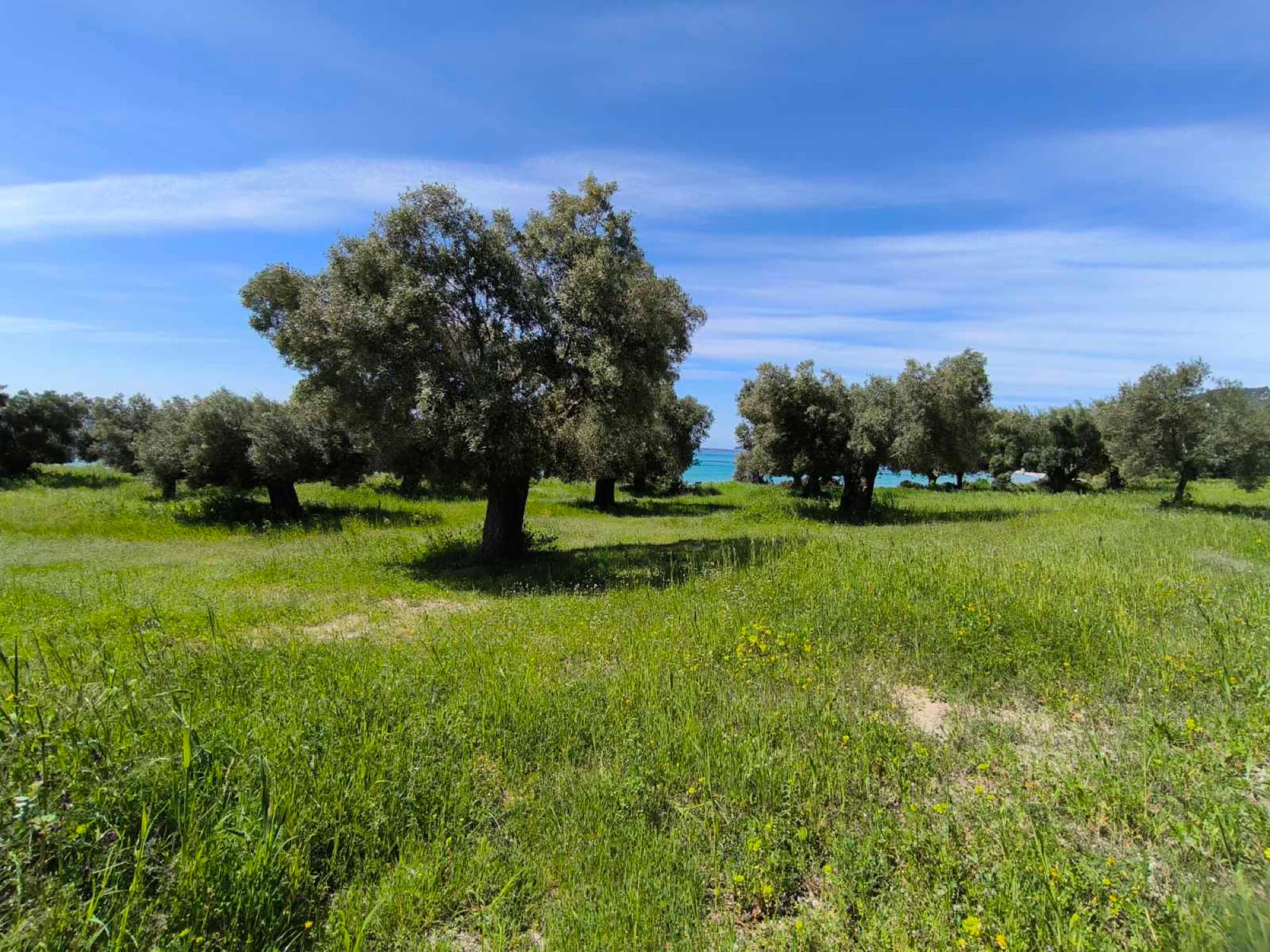 Two Adjacent Plots, 9,000 m², for Sale in Kassandra, Halkidiki, Mola Kalyva – photo 2 of 5