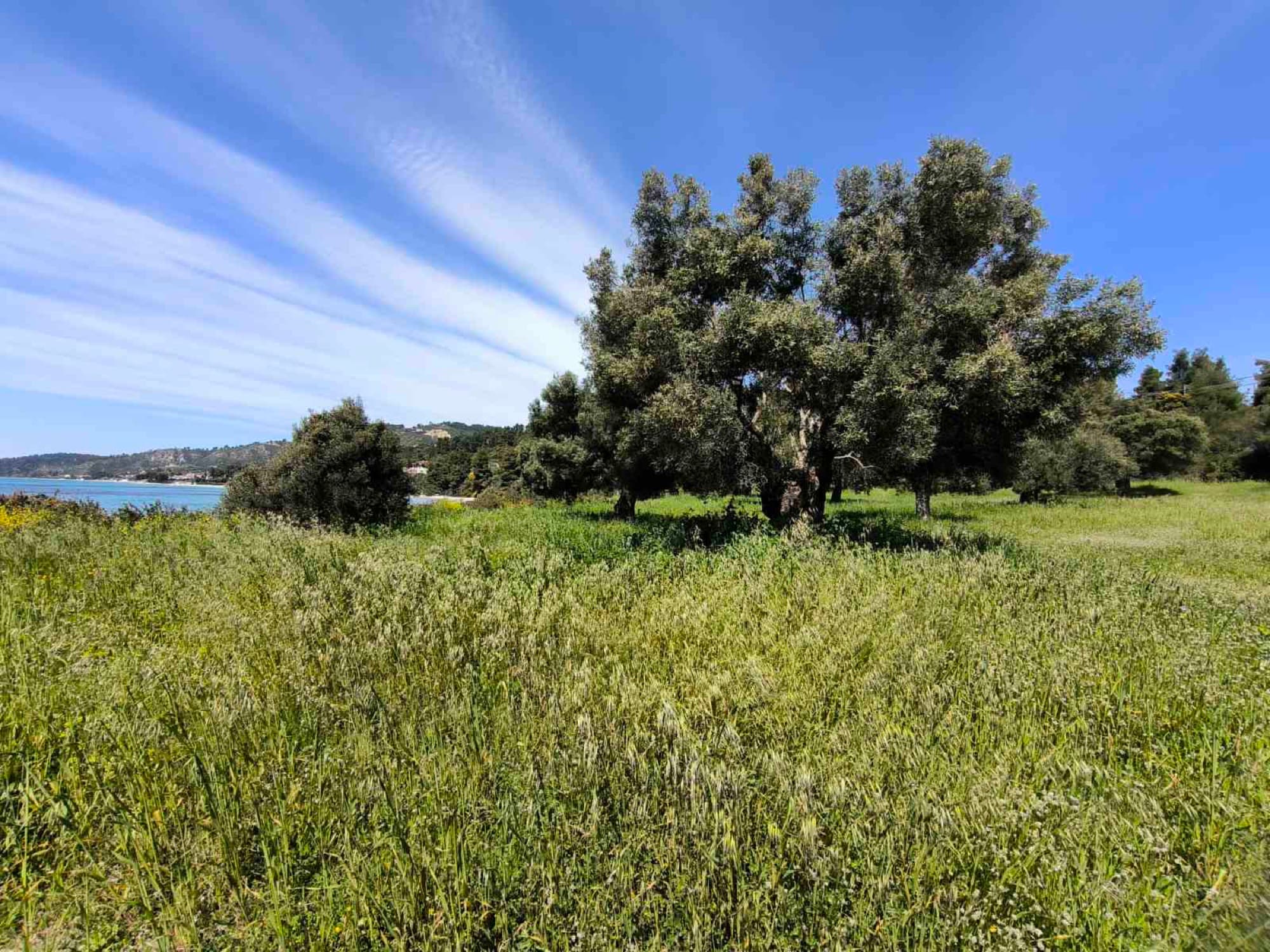 Two Adjacent Plots, 9,000 m², for Sale in Kassandra, Halkidiki, Mola Kalyva – photo 5 of 5