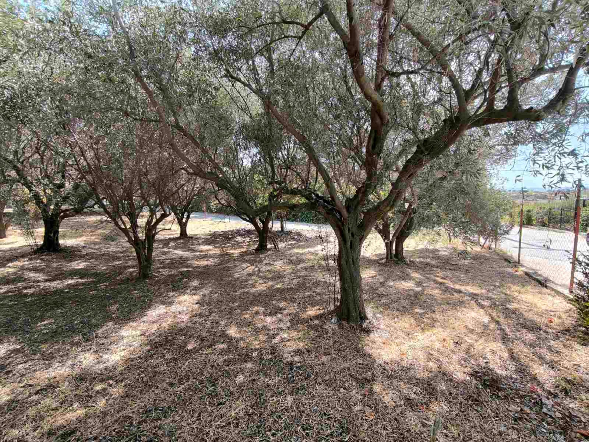 480 m² Residential Building Plot for Sale in Kallikrateia, Halkidiki, Nea Irakleia – photo 11 of 17