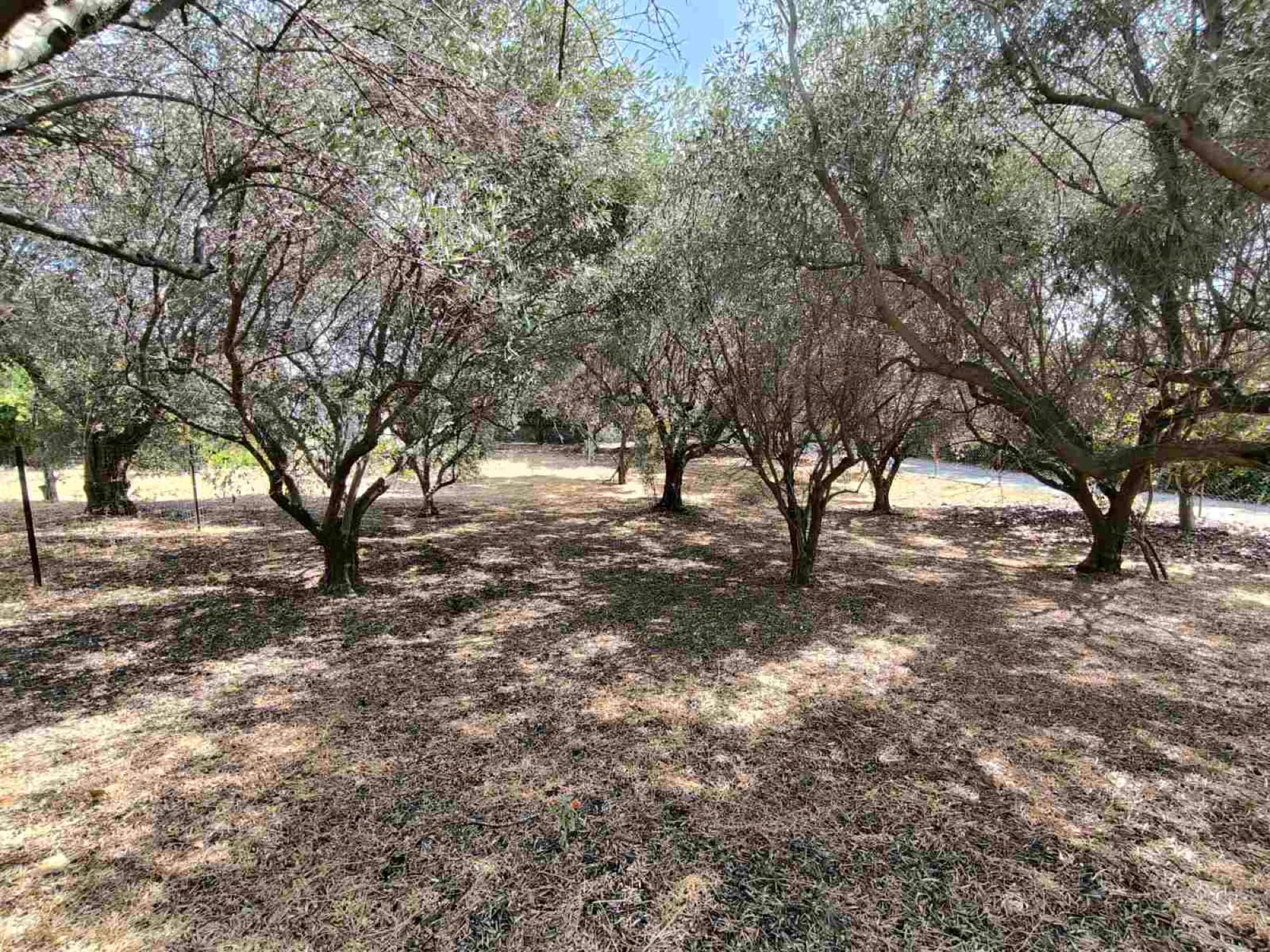 480 m² Residential Building Plot for Sale in Kallikrateia, Halkidiki, Nea Irakleia – photo 14 of 17