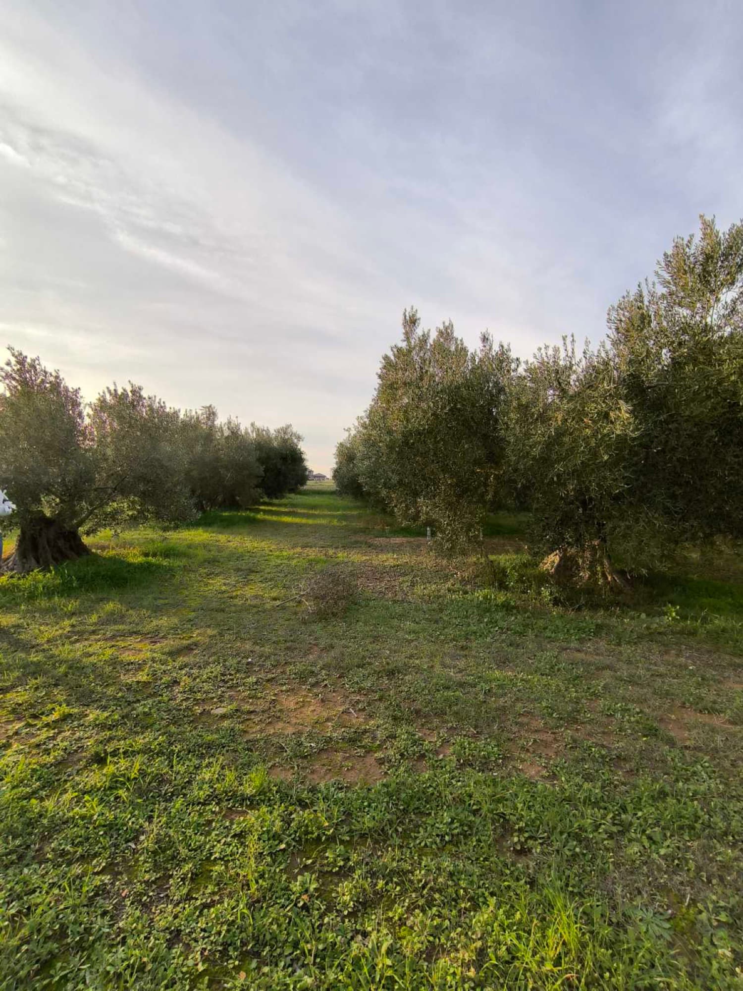 2,220 m² Buildable Corner Plot for Sale in Kalyves, Halkidiki, Kalyves Polygyrou – photo 3 of 6