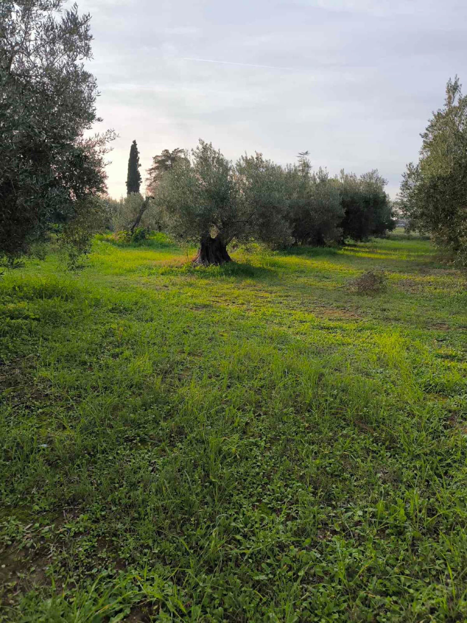 2,220 m² Buildable Corner Plot for Sale in Kalyves, Halkidiki, Kalyves Polygyrou – photo 6 of 6